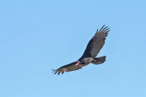 土耳其秃鹰在飞行中 巴塔哥尼亚 阿根廷 — 图库照片