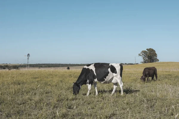 Vacas Lecheras Campo Argentino Patagonia — Foto de Stock