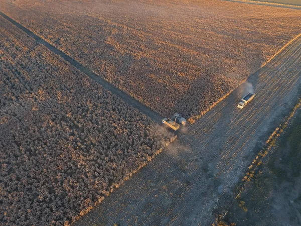 Урожай Сельской Местности Аргентины Пампас Аргентина — стоковое фото