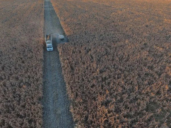 Sklizeň Argentinské Krajině Pampas Argentina — Stock fotografie