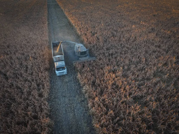 Урожай Сельской Местности Аргентины Пампас Аргентина — стоковое фото