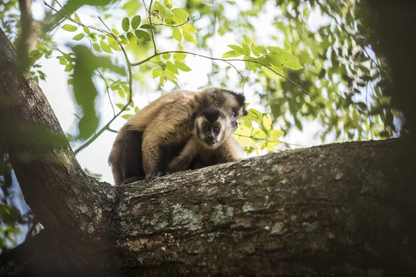 Monos Capuchinos Rayas Marrones Pantanal Brasil — Foto de Stock