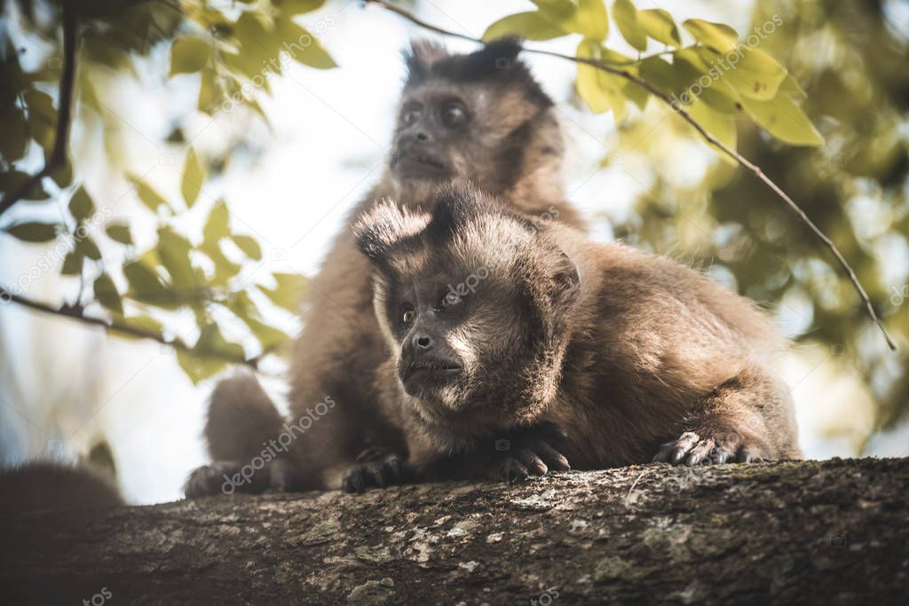 Brown striped tufted capuchin monkeys, Amazon jungle, Brazil