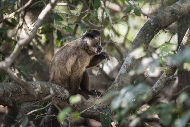 Kahverengi çizgili tufted capuchin maymun, Pantanal, Brezilya