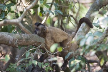 Kahverengi çizgili tufted capuchin maymun, Pantanal, Brezilya