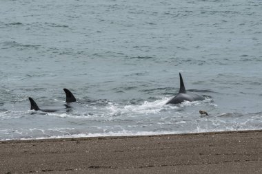 Patagonya Orcas avcılık, Arjantin