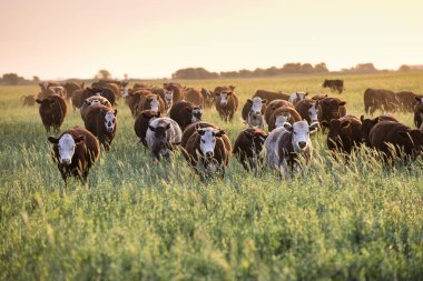 Steers ve düveler doğal çim ile kaldırdı