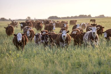 Steers ve düveler doğal çim ile kaldırdı
