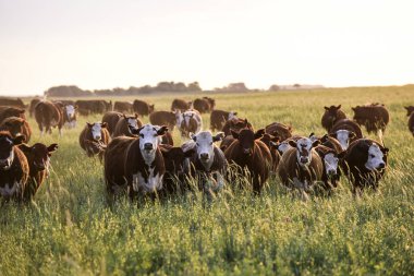 Steers ve düveler doğal çim ile kaldırdı