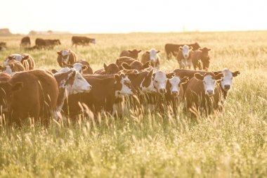 Steers ve düveler doğal çim ile kaldırdı