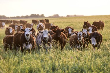 Steers ve düveler doğal çim ile kaldırdı
