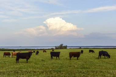 Steers ve düveler doğal çim ile kaldırdı