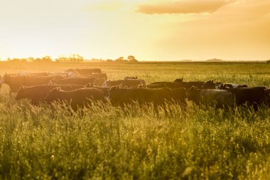 Steers ve düveler doğal çim ile kaldırdı
