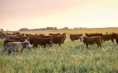 Steers ve düveler doğal çim ile kaldırdı