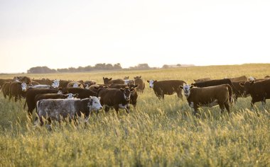 Steers ve düveler doğal çim ile kaldırdı