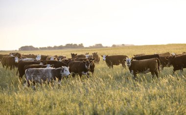 Steers and heifers raised with natural grass clipart