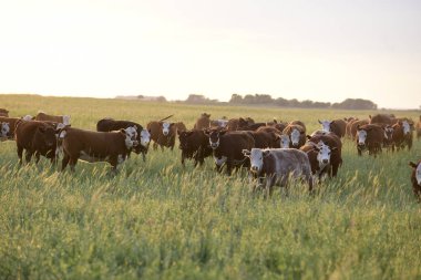 Steers ve düveler doğal çim ile kaldırdı