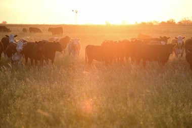 Steers ve düveler doğal çim ile kaldırdı