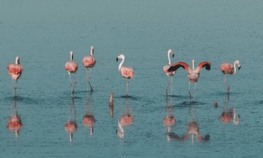 Tuzlu bir lagün pembe flamingo sürüsü, Patagonya, Arjantin