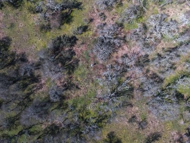 Pampas orman Prosopis Caldenia havadan görünümü