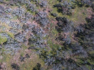 Pampas orman Prosopis Caldenia havadan görünümü