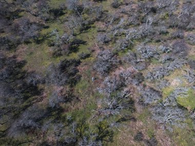 Pampas orman Prosopis Caldenia havadan görünümü