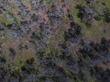 Pampas ormanının havadan görünümü, Patagonya, Arjantin