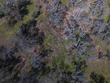 Pampas ormanının havadan görünümü, Patagonya, Arjantin