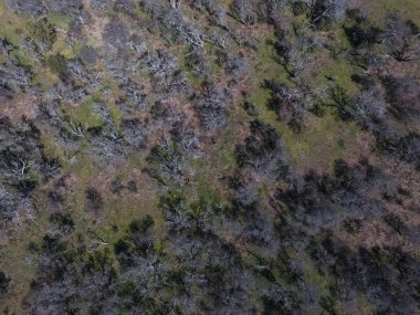 Pampas ormanının havadan görünümü, Patagonya, Arjantin