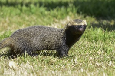 Pampas ortamında küçük grison, Patagonya, Arjantin