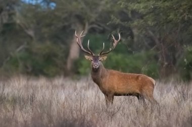 Orman ortamında Red Deer, Pampas, Arjantin