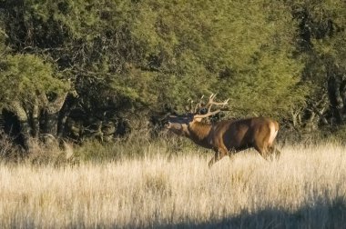 Orman ortamında Red Deer, Pampas, Arjantin
