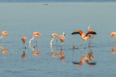 Tuzlu bir lagün pembe flamingo sürüsü, Patagonya, Arjantin