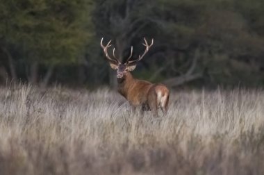 Orman ortamında Red Deer, Pampas, Arjantin