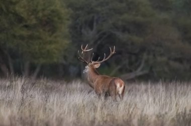 Orman ortamında Red Deer, Pampas, Arjantin