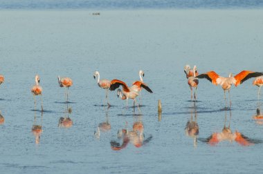 Tuzlu bir lagün flamingo sürüsü, Patagonya, Arjantin