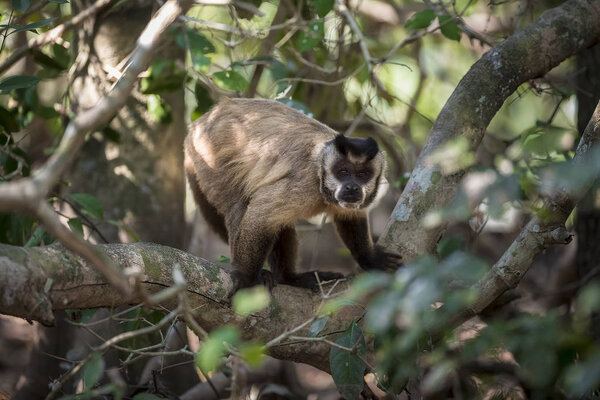 Brown striped tufted capuchin monkey, Pantanal, Brazil