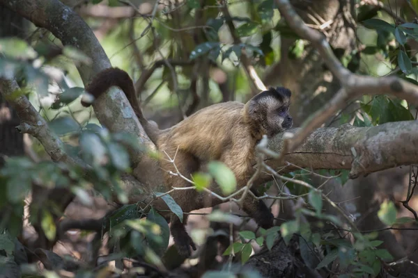 Singe Capucin Rayures Brunes Pantanal Brésil — Photo