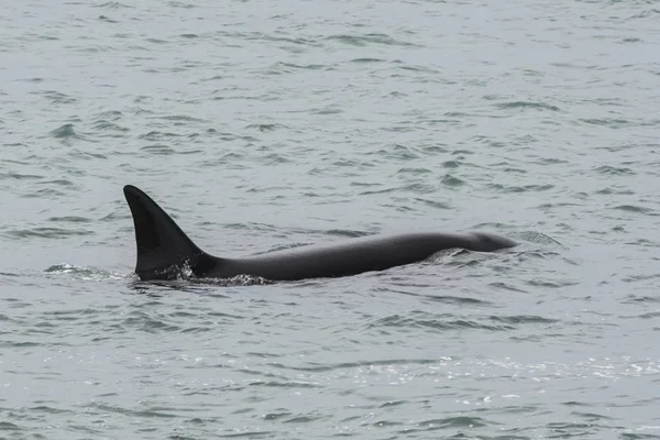 Orca Patrullando Costa Península Valdés — Foto de Stock