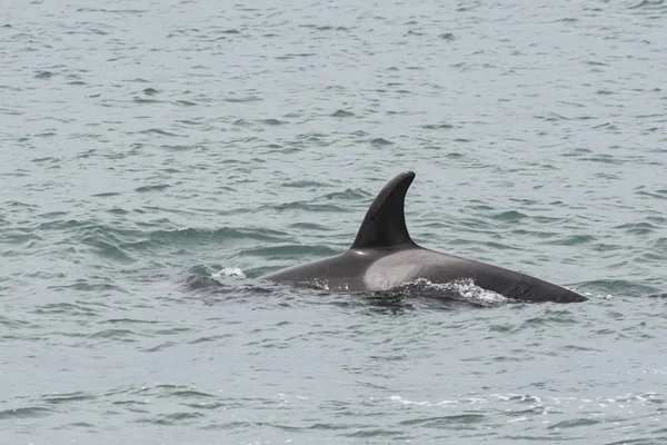 Orca Patrullando Costa Península Valdés — Foto de Stock