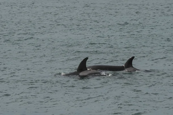 Orcas Patrullando Costa Península Valdés — Foto de Stock