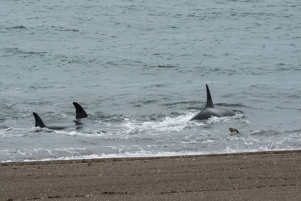 Orcas Caçando Patagônia Argentina — Fotografia de Stock