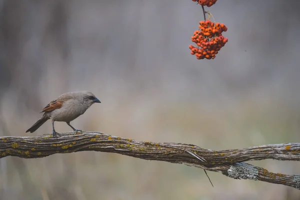 Бэй Крылатый Cowbird Дереве — стоковое фото
