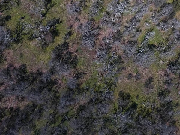 Pampas ormanının havadan görünümü, Patagonya, Arjantin