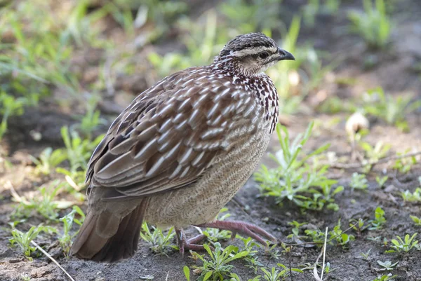 Kruger Ulusal Parkı'ndaki ortak bıldırcın kuşu