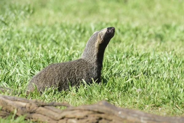 Pequeño Grisón Entorno Pampas Patagonia Argentina —  Fotos de Stock