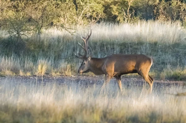 Red Deer Środowisku Leśnym Pampas Argentyna — Zdjęcie stockowe