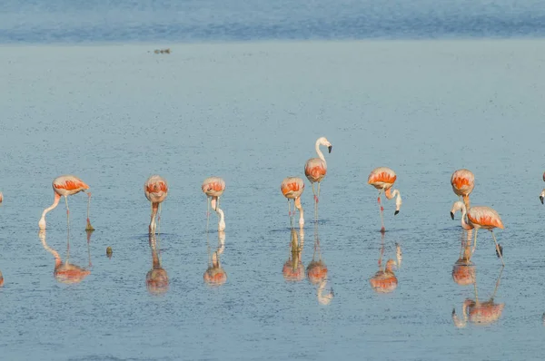 Стая Розовых Фламинго Соленой Лагуне Патагония Аргентина — стоковое фото