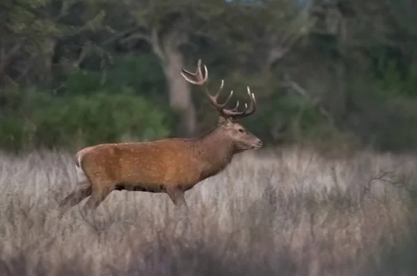 Red Deer Forest Environment Pampas Argentina — Stock Photo, Image