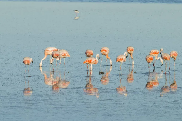 Herde Von Flamingos Einer Salzigen Lagune Patagonien Argentinien — Stockfoto